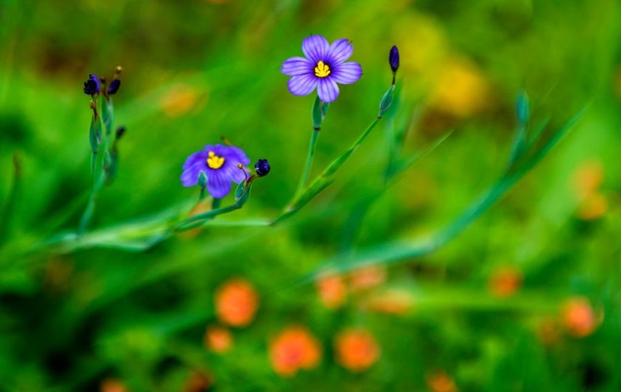 San Diego could soon have a new official flower