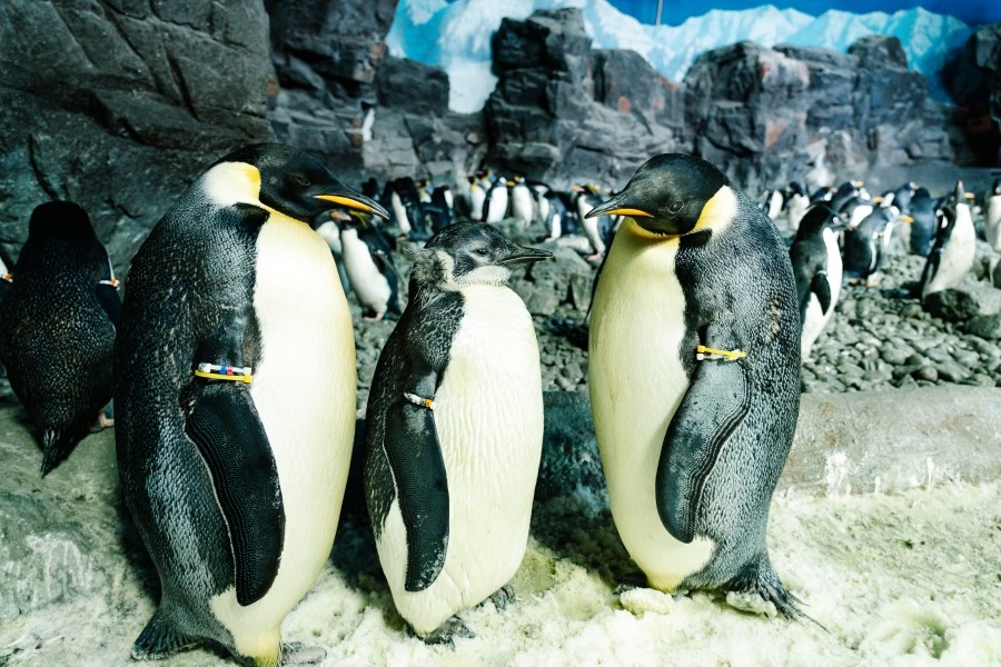 SeaWorld San Diego's emperor penguins moving to Florida