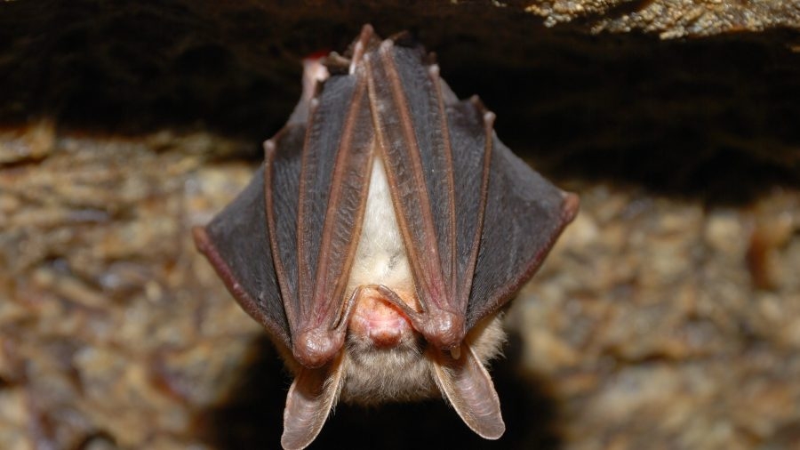 Bat found near elevator at San Diego Zoo Safari Park tests positive for rabies
