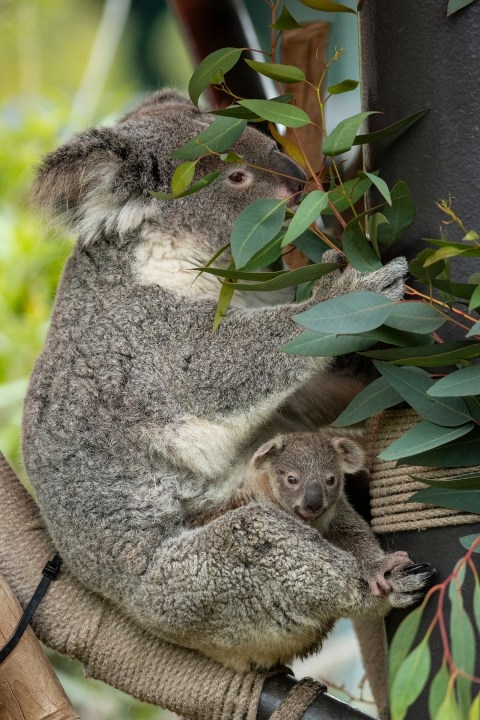 Baby koala born at San Diego Zoo: Here's what makes this joey so special