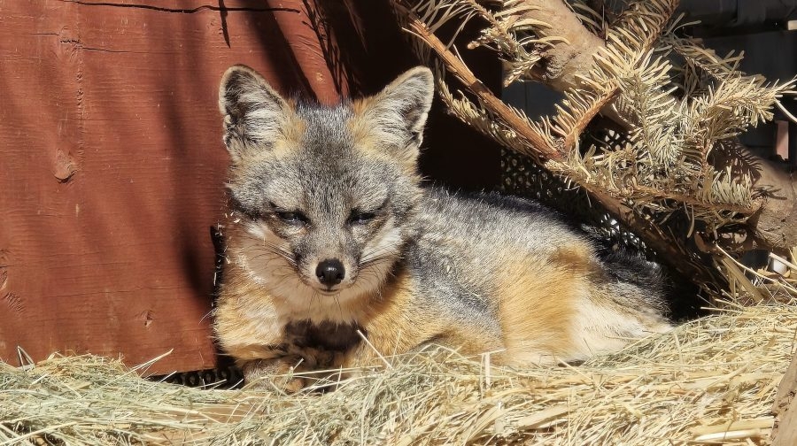 Gray fox injured in wildfire returned to the California wilderness