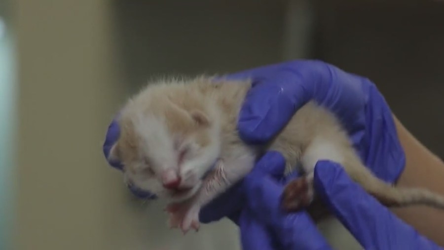 Litter of kittens found zip-tied to shopping cart