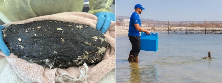 Seabird found covered in tar in San Diego released back into wild by SeaWorld
