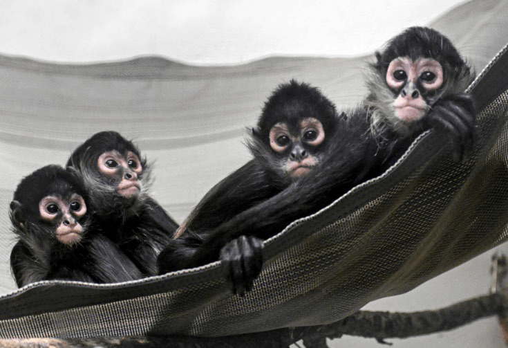 Man sentenced for smuggling baby spider monkeys across U.S.-Mexico border