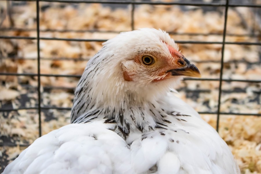 ‘Farm 2 U' exhibit brings the best of California agriculture to the San Diego County Fair
