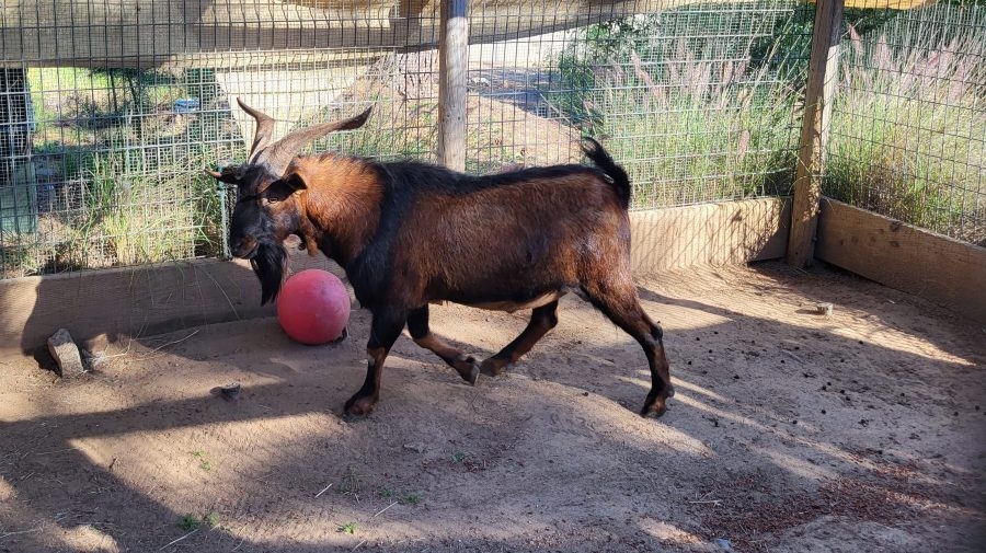 Stray goat rescued after running loose in San Diego neighborhood