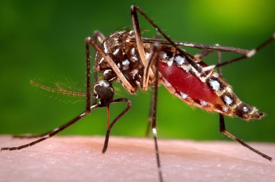 Two birds in San Diego County test positive for West Nile virus