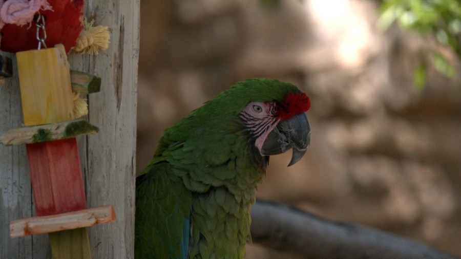 Abilene Zoo's Caribbean Cove project nears completion, showcasing warm-weather animals year-round