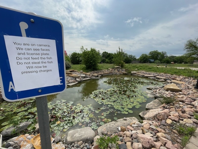 Abilene restaurant begs public to stop feeding koi fish, threatens criminal charges