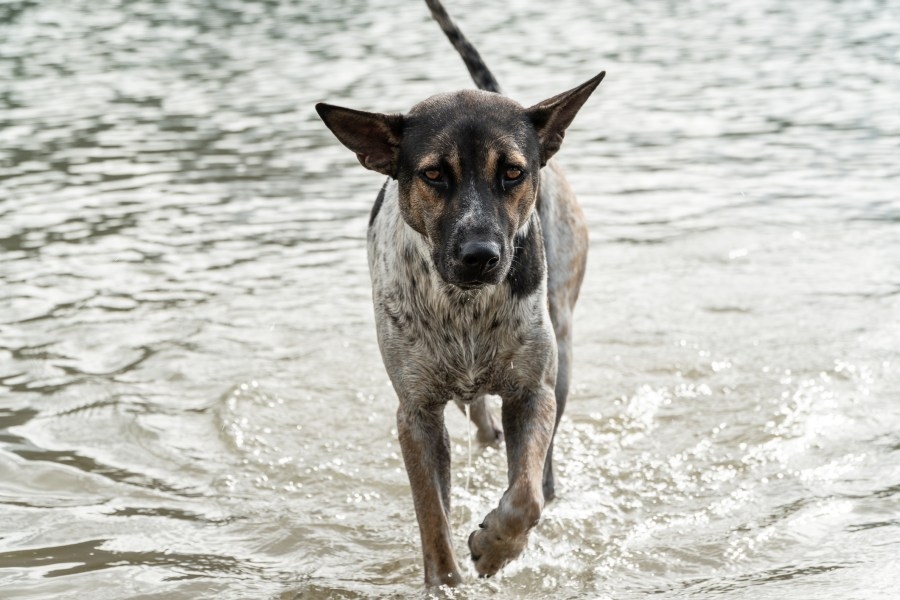 City of Abilene considers spay/neuter mandate, ‘Aggressive Dog' category