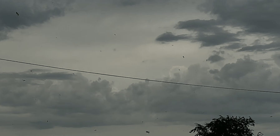 Bugging the Big Country: Termite swarms in Abilene