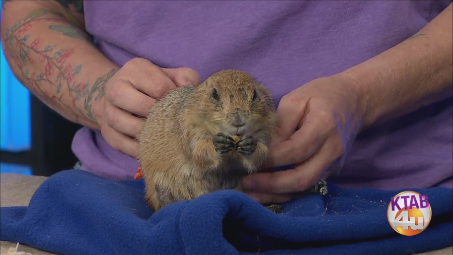 Prairie Dog mascot highlights wildlife education at Abilene baseball games