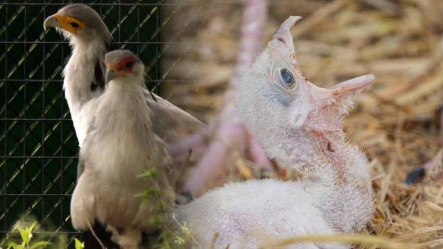 Abilene Zoo at forefront of preserving endangered secretary birds