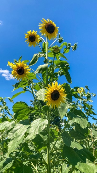 Gilliam's Sunflower Trail & Festival blooms this weekend