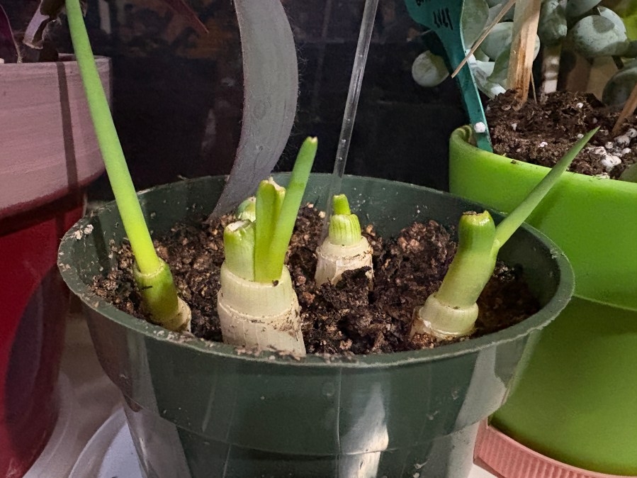 How to grow fruits and veggies from scraps