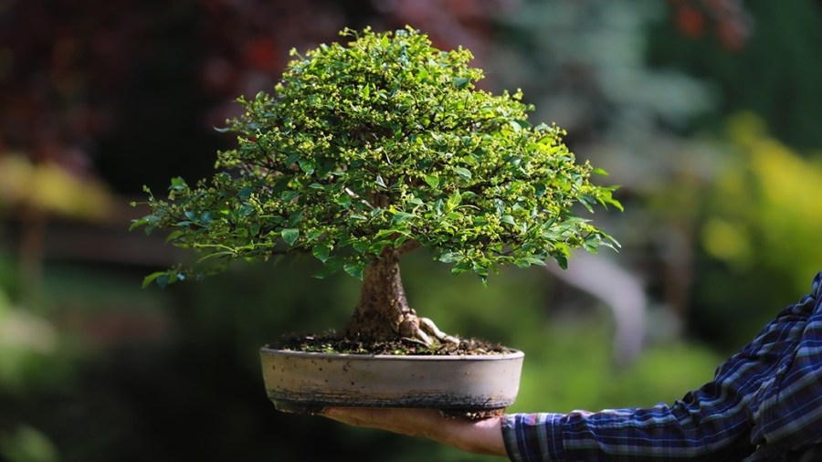 Free bonsai exhibition showcases ancient art with modern twist