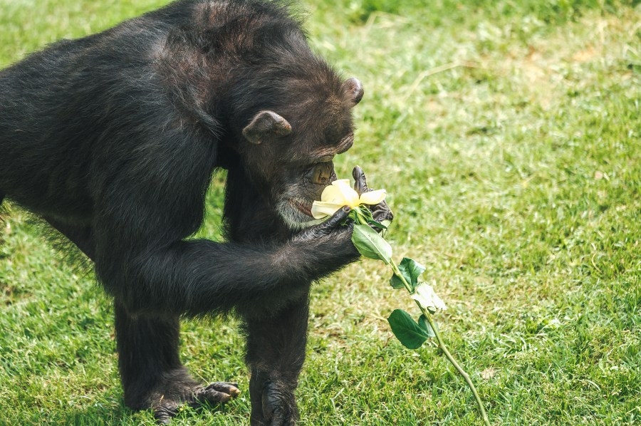 Chimp Haven marks Mother's Day with floral sensory treats