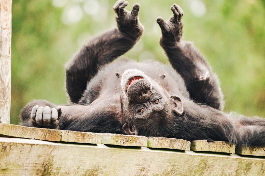 Oldest New Mexico troop settles in Chimp Haven