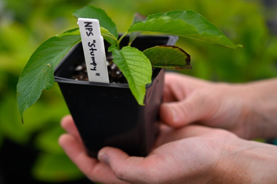 Shreveport's downtown plant swap: Free event for green thumbs