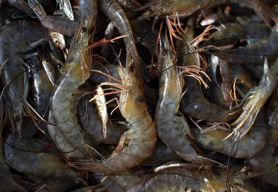Study: Shreveport restaurants misrepresent imported shrimp as wild Gulf shrimp