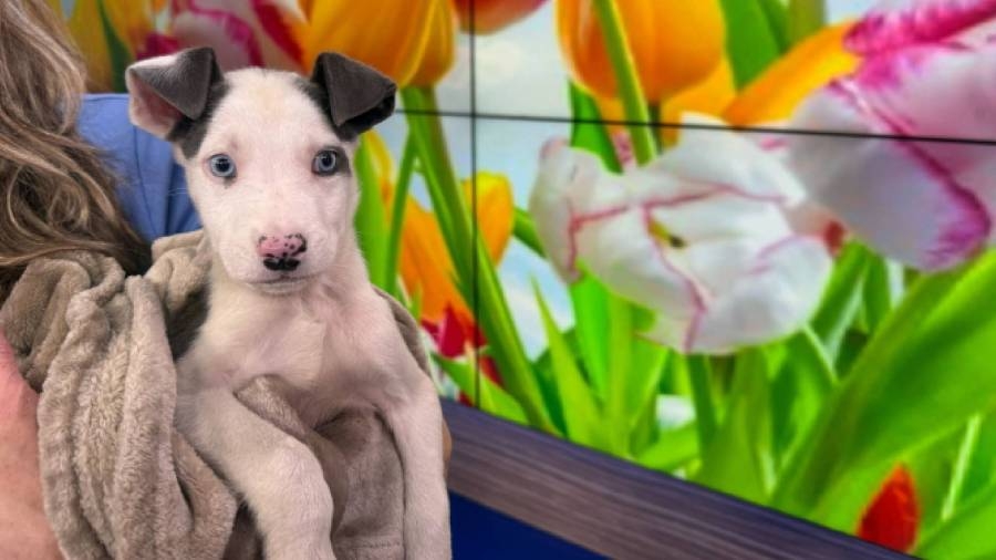 Blue-eyed pup needs forever home