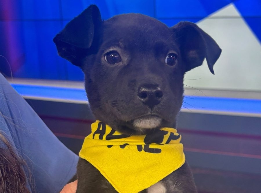 Rescue a pup on National Dog Rescue Day