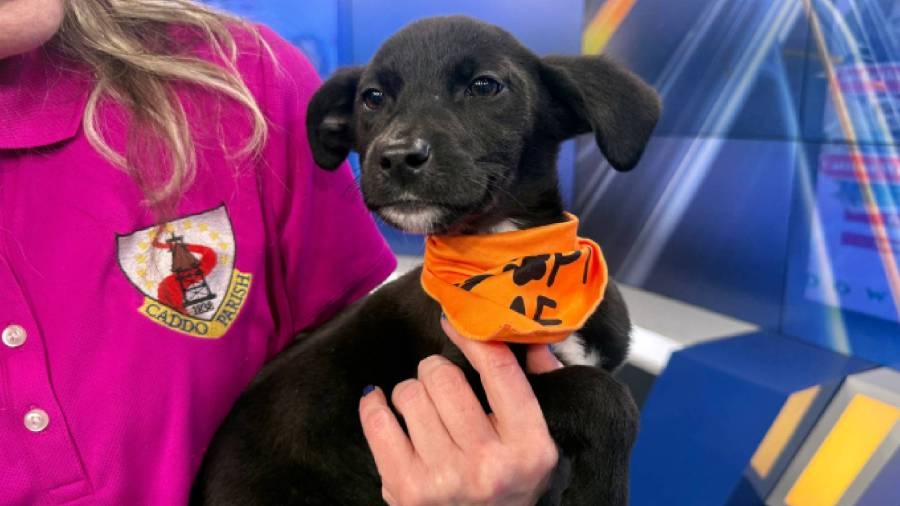 Adorable retriever mix puppy Cherry awaits adoption at Caddo Parish