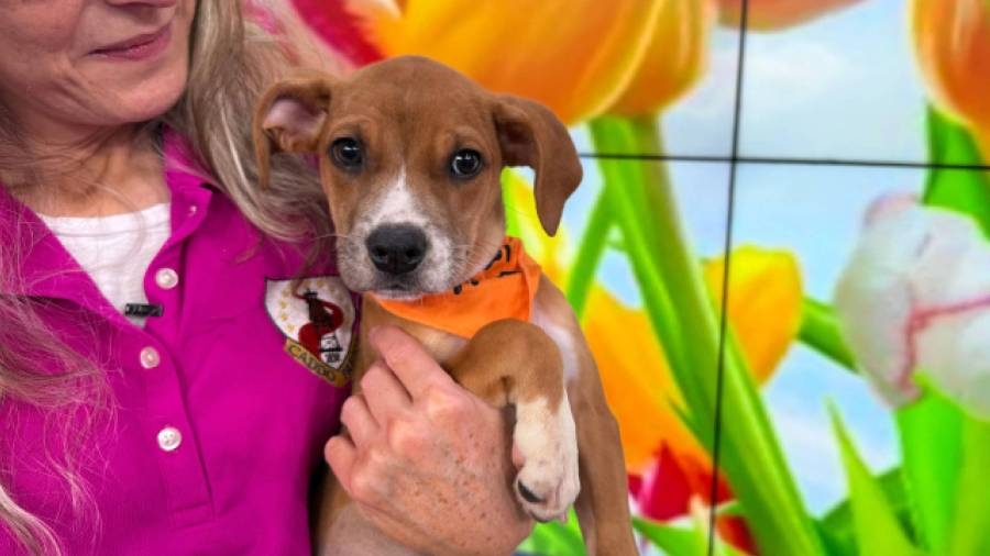 3-month-old puppy needs forever home