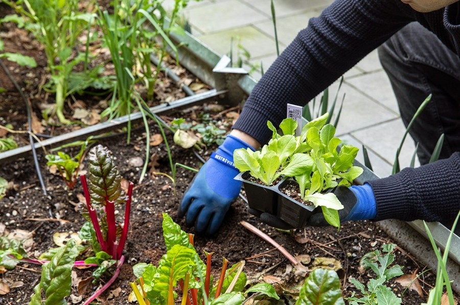 Garden course helps Texarkana residents grow fresh, healthy food