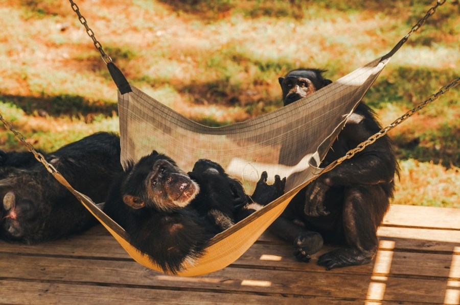Chimp Haven opens to public this Spring