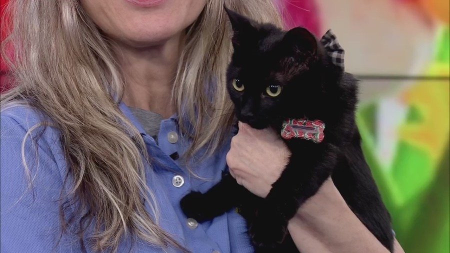 Meet Blue, a sweet kitten ready for adoption