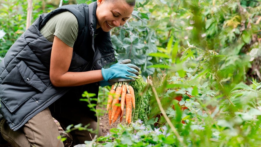 Guide to fall/winter gardening in Louisiana
