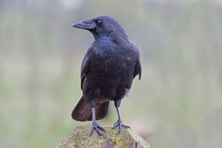Mystery sniper killing dozens of crows in this Los Angeles neighborhood