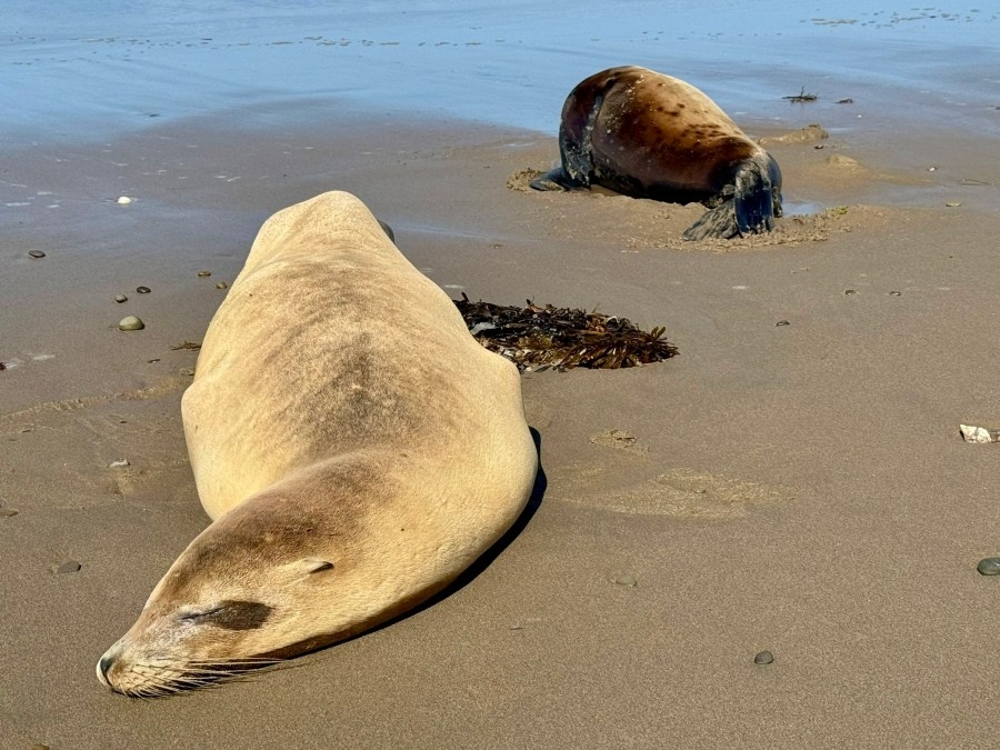 Toxic algae sicknesses declining, marine animal rescue org says