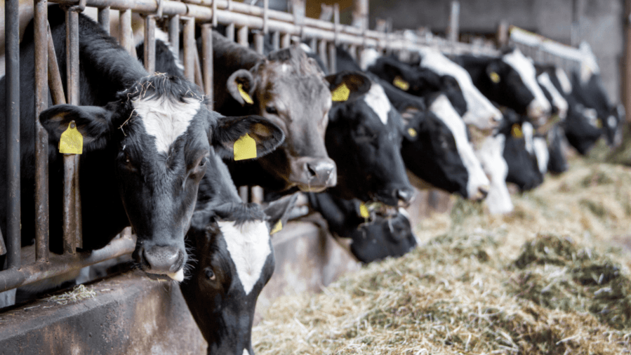 H5N1 bird flu virus detected at 4 Southern California dairy farms