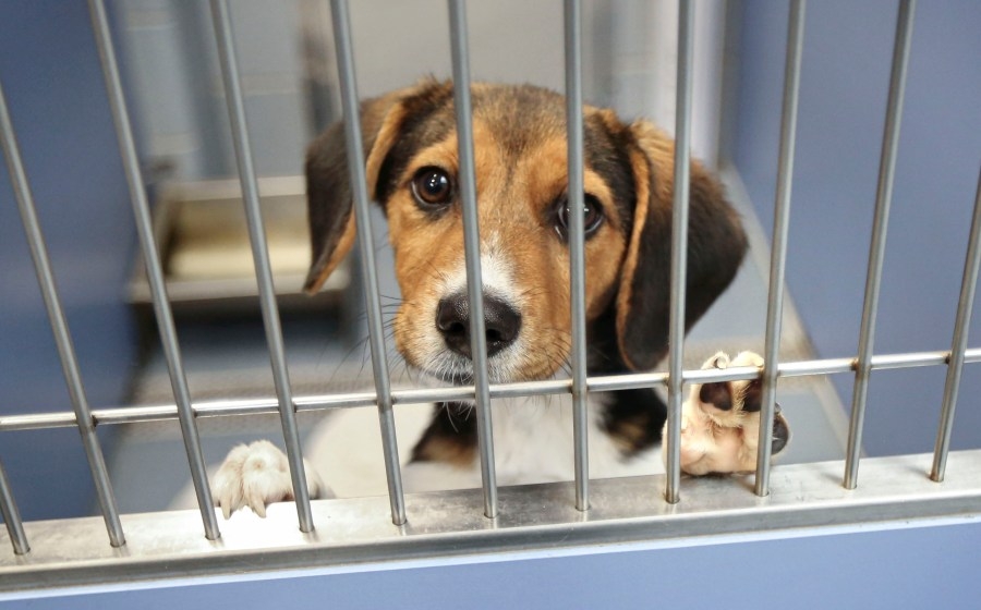 Riverside County launches no-kill animal shelter plan