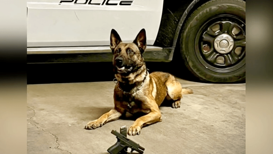 Police dog hits on stolen gun, sends convicted felon to jail: Upland PD