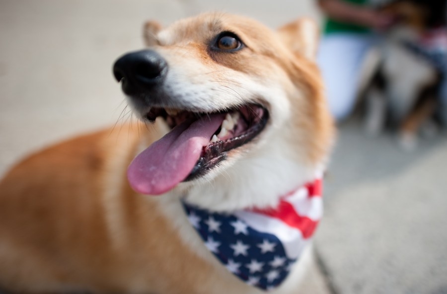 Free pet microchipping offered ahead of July 4 in Los Angeles