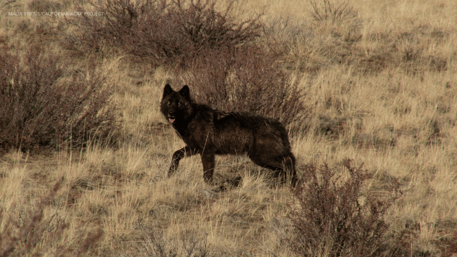 California's wild wolf population is howling back