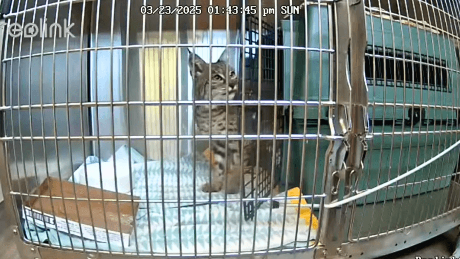 Bandages removed from paws of bobcat burned in Eaton Fire