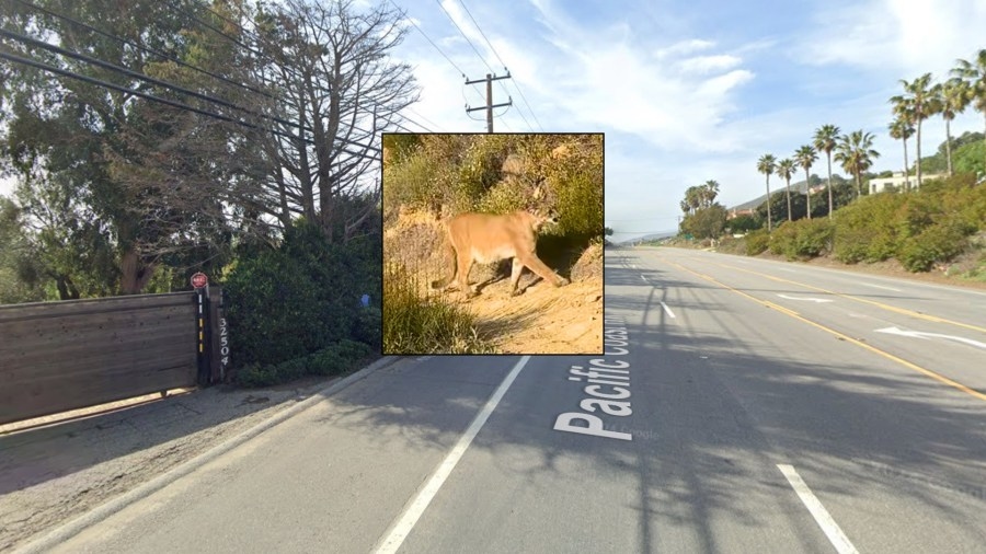 Child, 11, bitten by mountain lion outside Malibu home