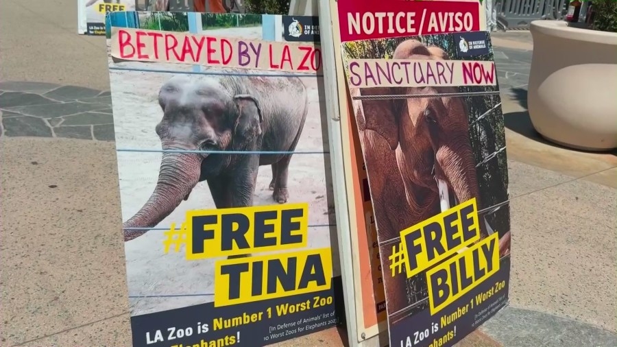 2 elephants are being moved from the L.A. Zoo, and activists are concerned