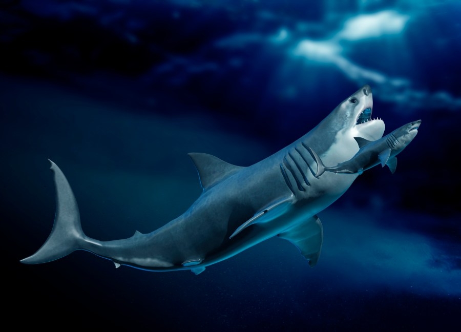 The megalodon may have looked very different than we thought