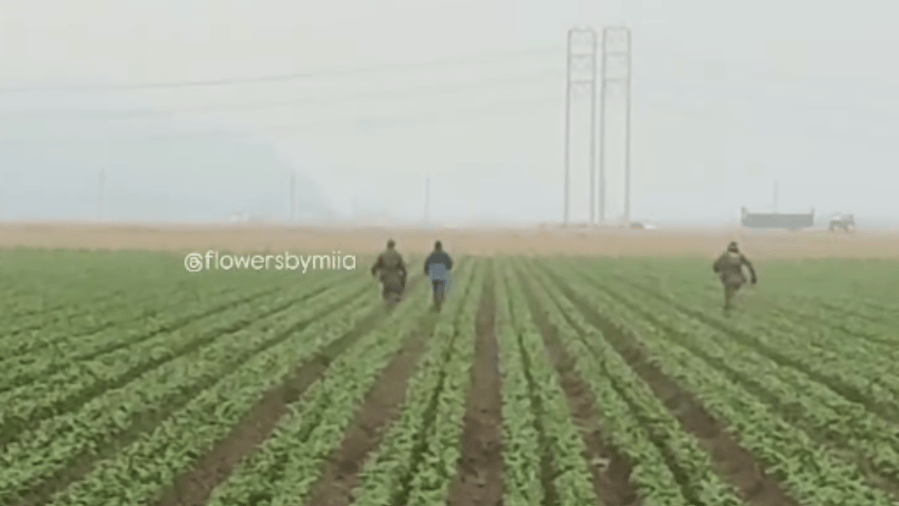 Oxnard mayor blasts ‘harmful' ICE raids on farm workers