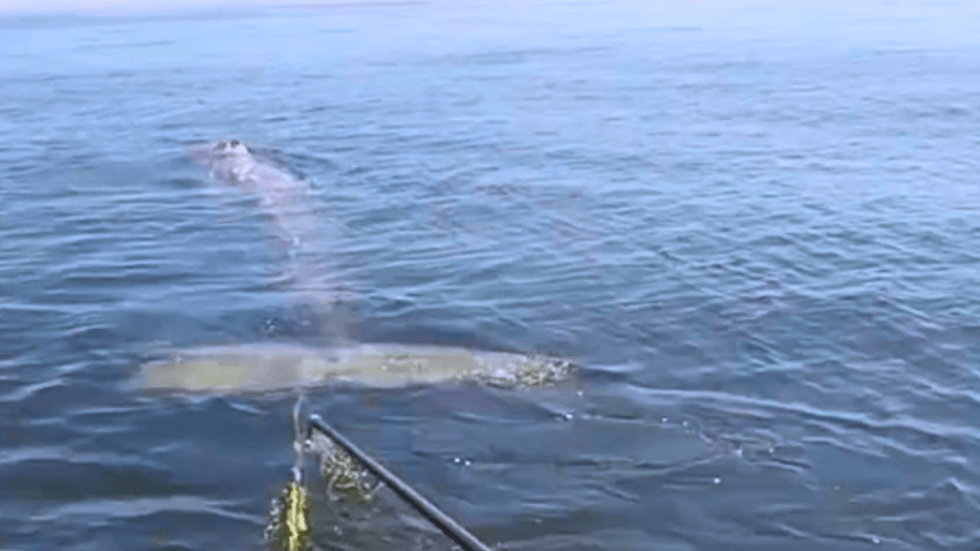 Entangled gray whale freed off Palos Verdes coast