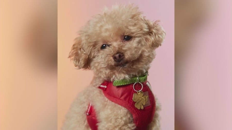 ‘Get it off!' Owners desperately try to stop fatal dog attack in Santa Monica
