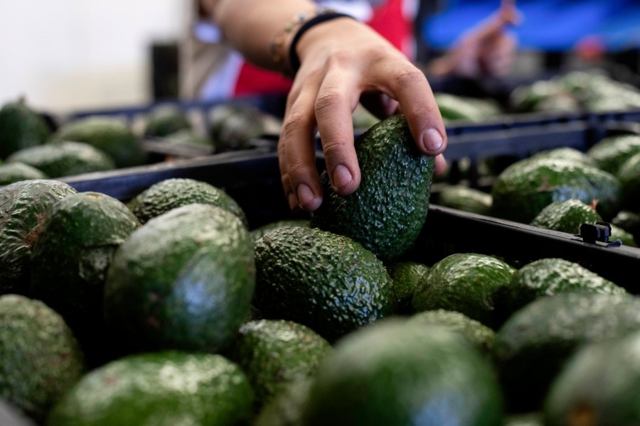 California avocados at risk due to lack of USDA inspectors, report says