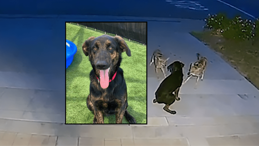 Stray dog who fended off pack of coyotes available for adoption