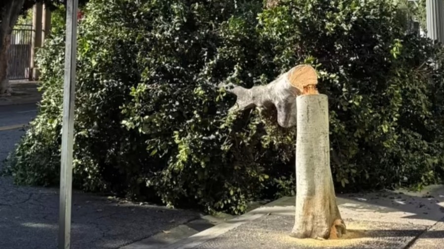 Dozens of trees hacked down by vandals in downtown Los Angeles