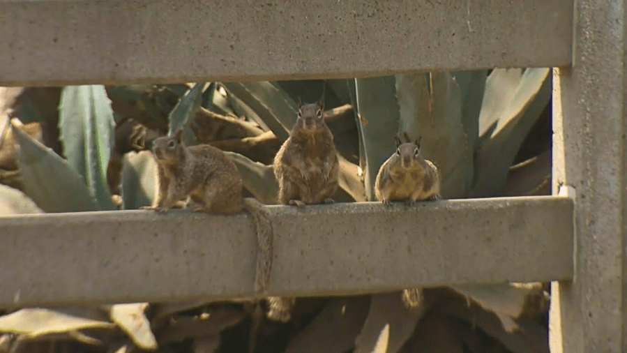 Exploding squirrel population drives popular Southern California beach community nuts